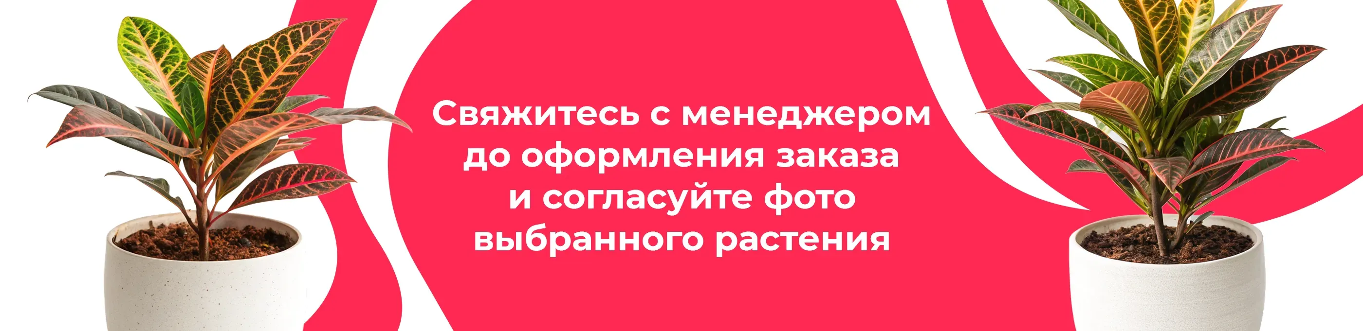 Баннер для рубрики: Кротоны