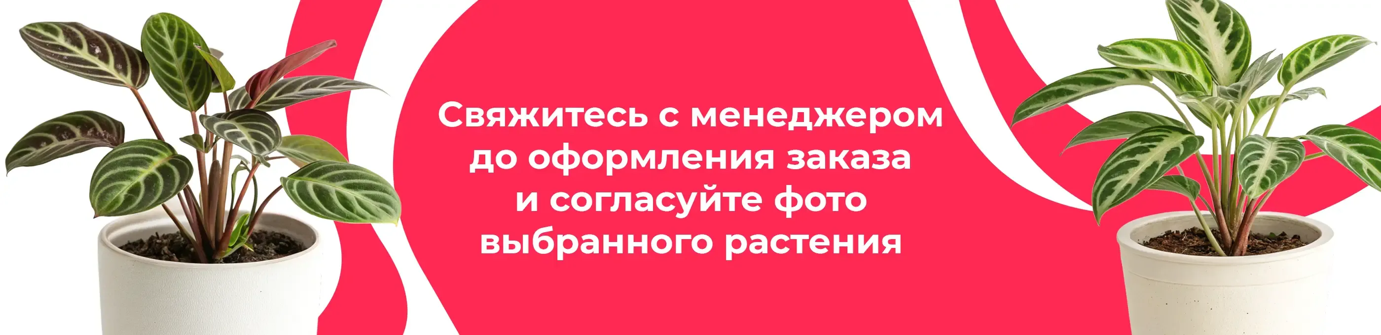 Баннер для рубрики: Маранты