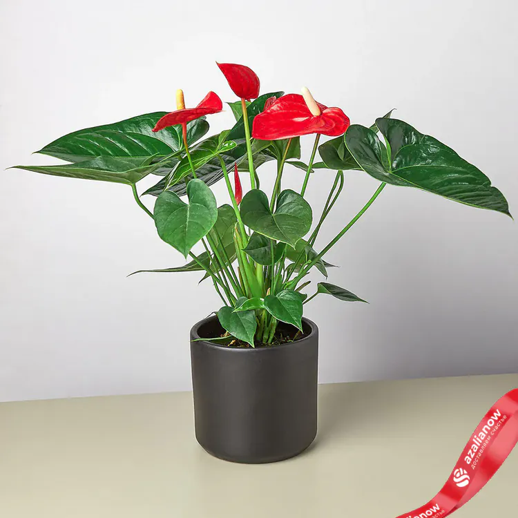 Фото 10: Антуриум красный. Сервис доставки цветов AzaliaNow