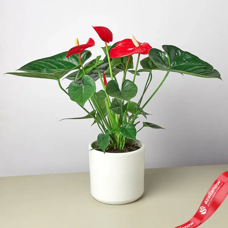Фото 11: Антуриум красный. Сервис доставки цветов AzaliaNow
