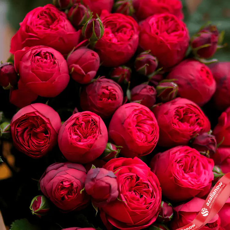 Фото 3: 15 красных роз Ред Пиано, Голландия. Сервис доставки цветов AzaliaNow