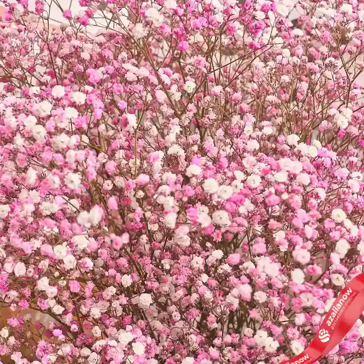 Фото 3: Букет из 15 розовых гипсофил в белой бумаге «Классный учитель». Сервис доставки цветов AzaliaNow