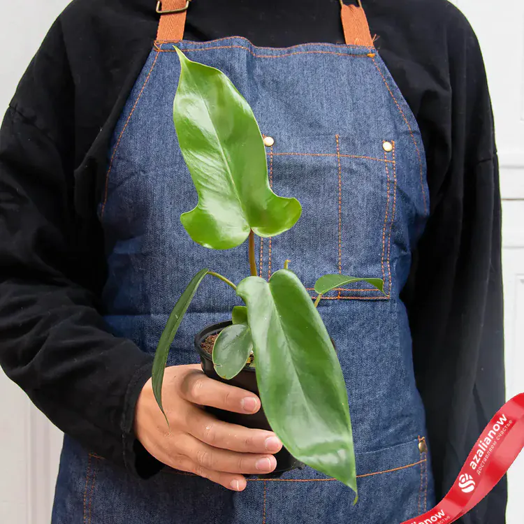Фото 3: Филодендрон флоридский зеленый. Сервис доставки цветов AzaliaNow
