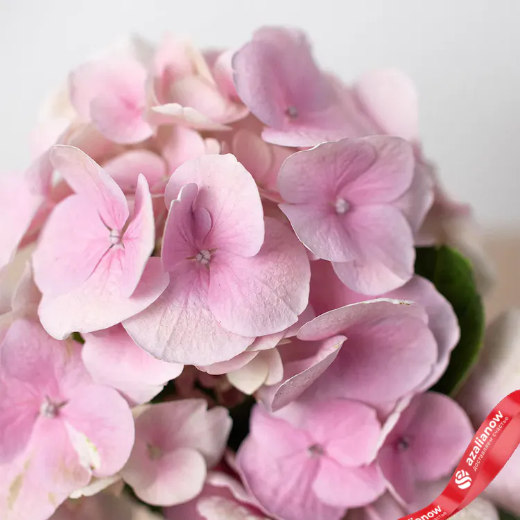 Фото 3: Розовая гортензия. Сервис доставки цветов AzaliaNow