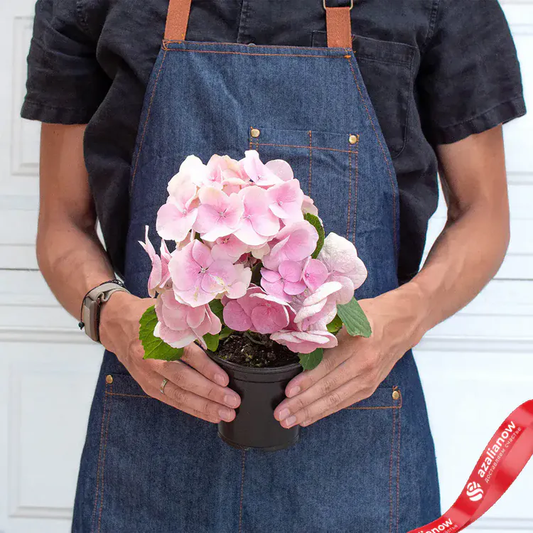 Фото 4: Розовая гортензия. Сервис доставки цветов AzaliaNow