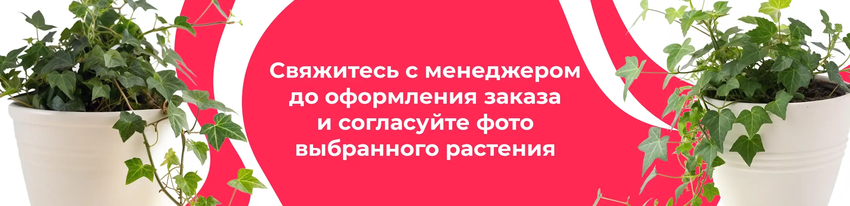 Баннер для рубрики: Плющи