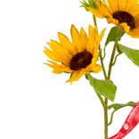 Маленькое фото 4: Подсолнух искусственный (пластик), 50см, желтый