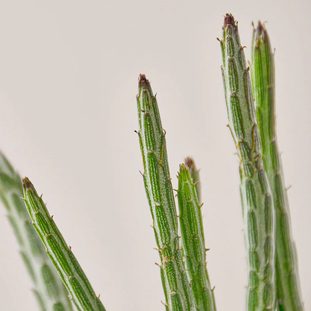 Растение Сенецио суккулентный Senecio Stapeliiformis Огуречное растение Вид№2