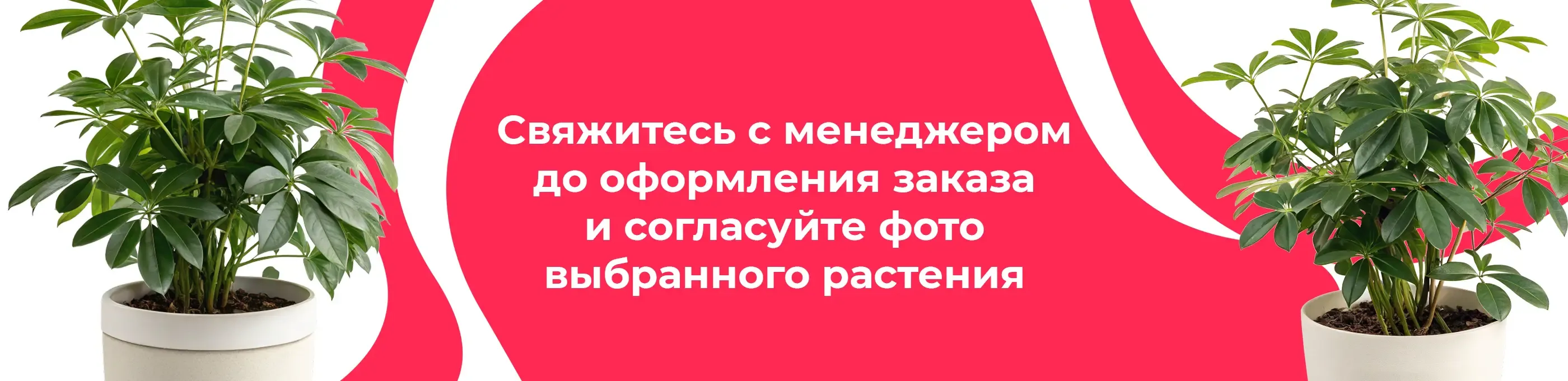 Баннер для рубрики: Шеффлеры