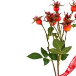 Маленькое фото 4: Шиповник искусственный (пластик), 56см, оранжевый