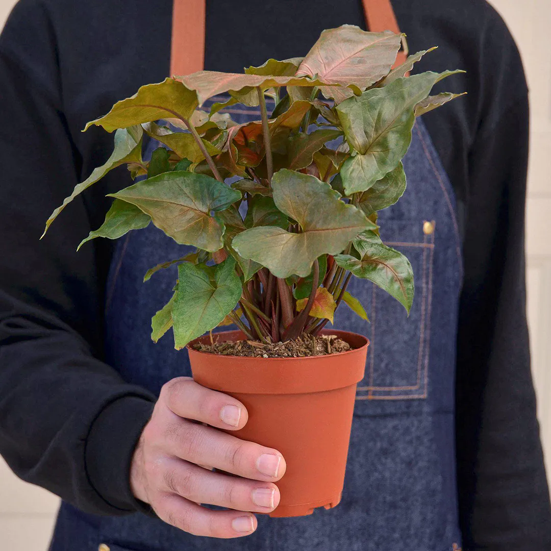 Растение Сингониум Веселый от AzaliaNow