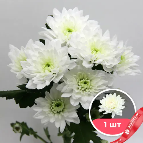 Фото 1: 1 белая кустовая хризантема. Сервис доставки цветов AzaliaNow