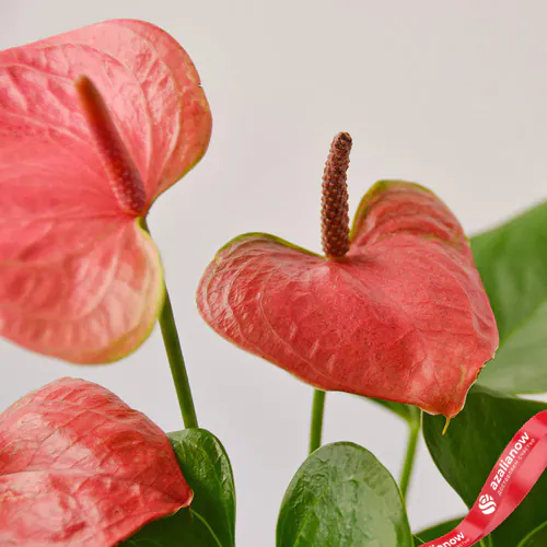 Фото 3: Растение Антуриум розовый. Сервис доставки цветов AzaliaNow