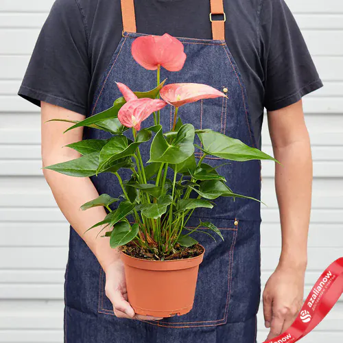 Фото 5: Растение Антуриум розовый. Сервис доставки цветов AzaliaNow