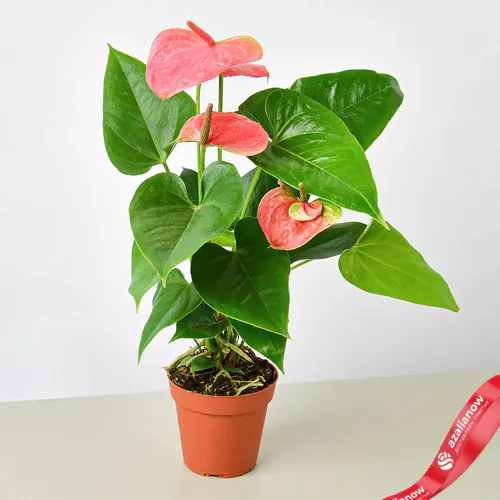 Фото 1: Растение Антуриум розовый. Сервис доставки цветов AzaliaNow