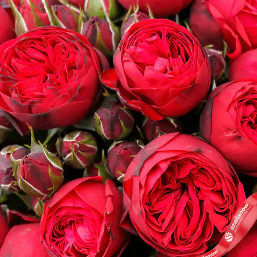 Фото 2: 17 кустовых пионовидных красных роз. Сервис доставки цветов AzaliaNow