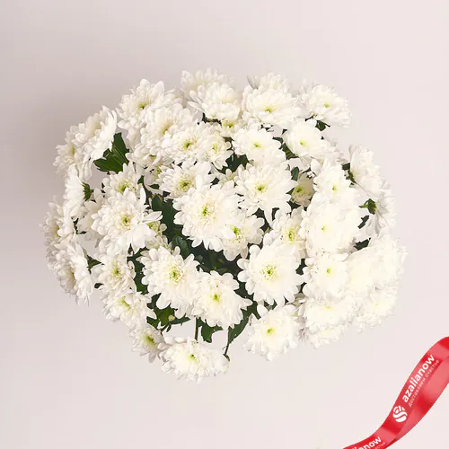 Фото 2: Букет из 11 кустовых белых хризантем «Школьный двор». Сервис доставки цветов AzaliaNow