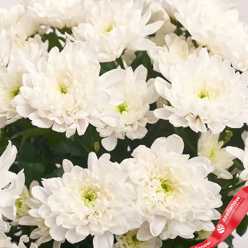Фото 3: Букет из 11 кустовых белых хризантем «Школьный двор». Сервис доставки цветов AzaliaNow