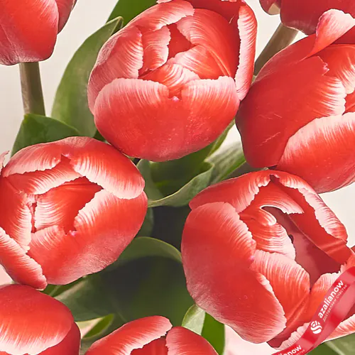 Фото 3: Букет из 11 красных тюльпанов в пленке. Сервис доставки цветов AzaliaNow