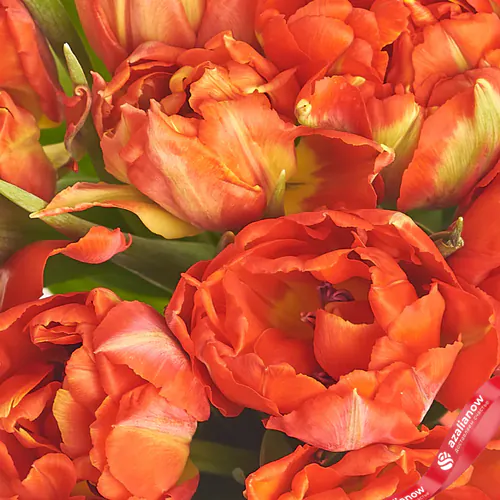 Фото 3: Букет из 11 пионовидных красных тюльпанов в фиолетовой пленке. Сервис доставки цветов AzaliaNow