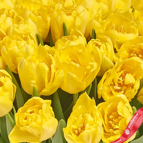 Фото 3: Букет из 51 пионовидного желтого тюльпана в темной пленке. Сервис доставки цветов AzaliaNow
