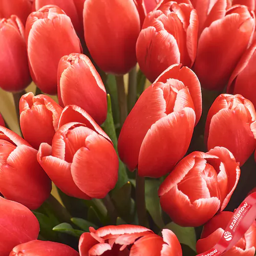 Фото 3: Букет из 35 красных тюльпанов в белой бумаге. Сервис доставки цветов AzaliaNow