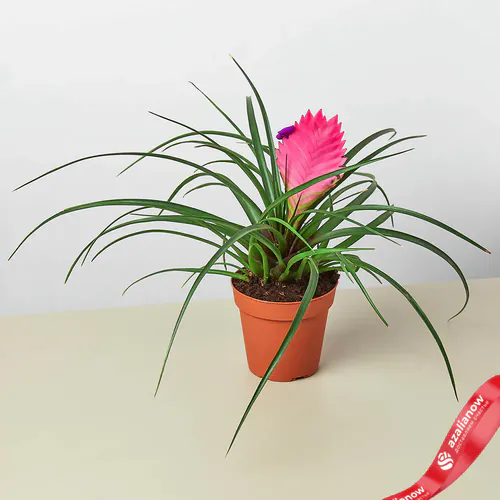 Фото 1: Растение Цианея Бромелиад Розовое перо. Сервис доставки цветов AzaliaNow