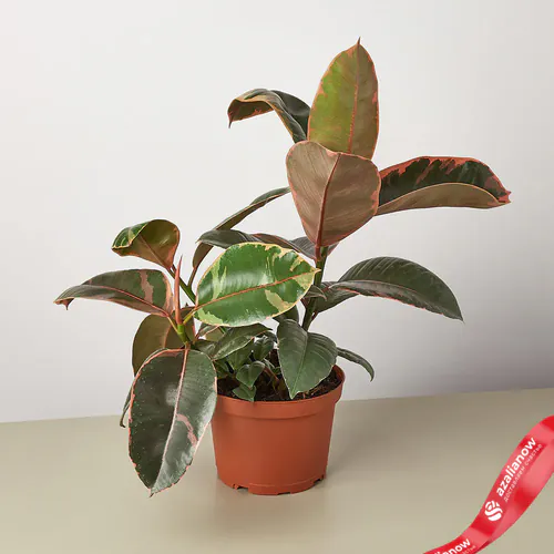 Фото 1: Растение Фикус Эластика Рубиново-розовый, 35 см. Сервис доставки цветов AzaliaNow