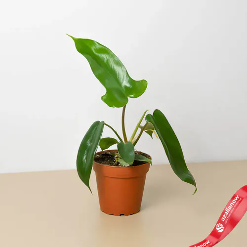 Фото 1: Растение Филодендрон флоридский зеленый. Сервис доставки цветов AzaliaNow