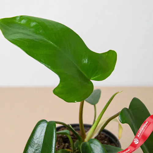 Фото 2: Растение Филодендрон флоридский зеленый. Сервис доставки цветов AzaliaNow