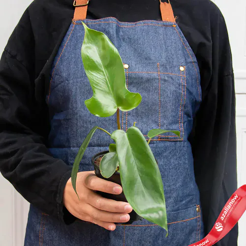 Фото 3: Растение Филодендрон флоридский зеленый. Сервис доставки цветов AzaliaNow