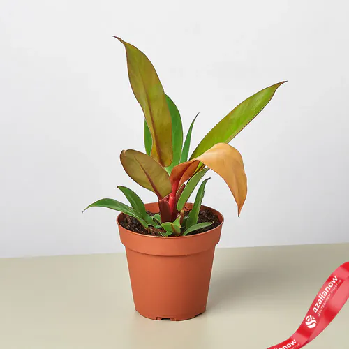 Фото 1: Растение Филодендрон оранжевый принц. Сервис доставки цветов AzaliaNow
