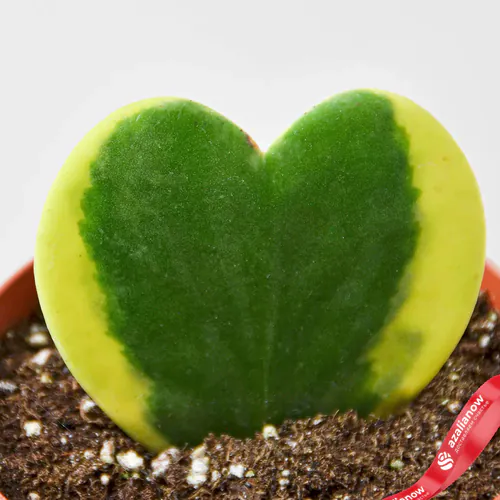 Фото 3: Растение Хойя Сладкое сердце вариегатная. Сервис доставки цветов AzaliaNow