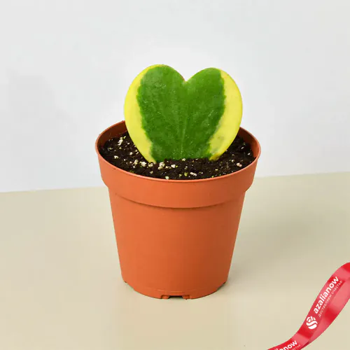 Фото 1: Растение Хойя Сладкое сердце вариегатная. Сервис доставки цветов AzaliaNow