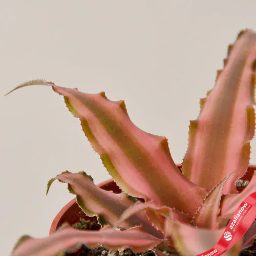 Фото 2: Растение Криптантус Розовая звезда. Сервис доставки цветов AzaliaNow