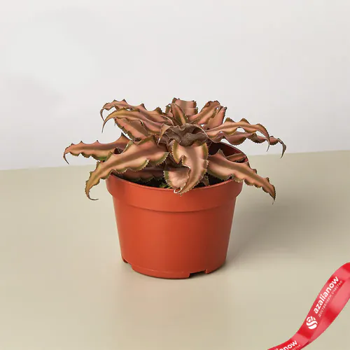 Фото 1: Растение Криптантус Розовая звезда. Сервис доставки цветов AzaliaNow