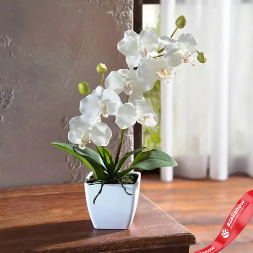 Фото 1: Растение Орхидея белая в горшке «Очарование орхидеи». Сервис доставки цветов AzaliaNow