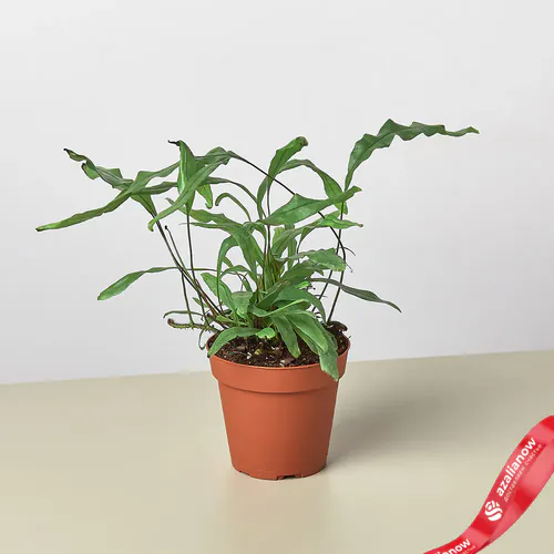 Фото 1: Растение Папоротник Кенгуровая лапа. Сервис доставки цветов AzaliaNow