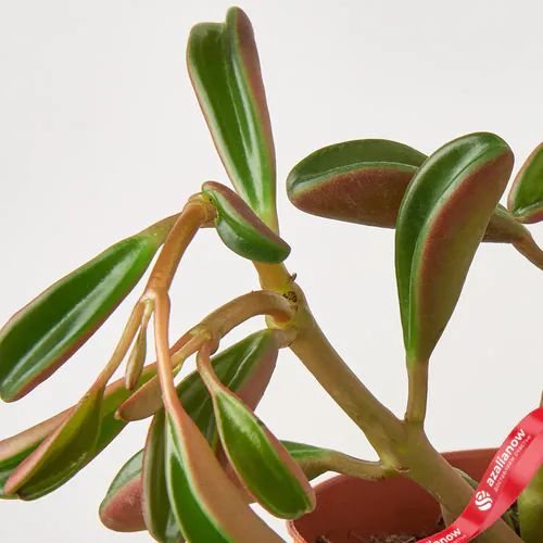 Фото 2: Растение Пеперомия Рубиновое сияние. Сервис доставки цветов AzaliaNow