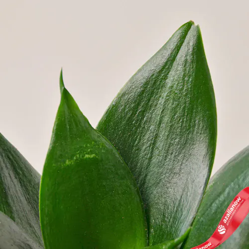 Фото 2: Растение Змеевик нефритовый. Сервис доставки цветов AzaliaNow