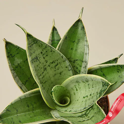 Фото 2: Растение Змеевик Старлайт. Сервис доставки цветов AzaliaNow