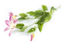 Маленькое фото 1: Клематис Искусственный 75 см Розовый. Сервис доставки цветов AzaliaNow
