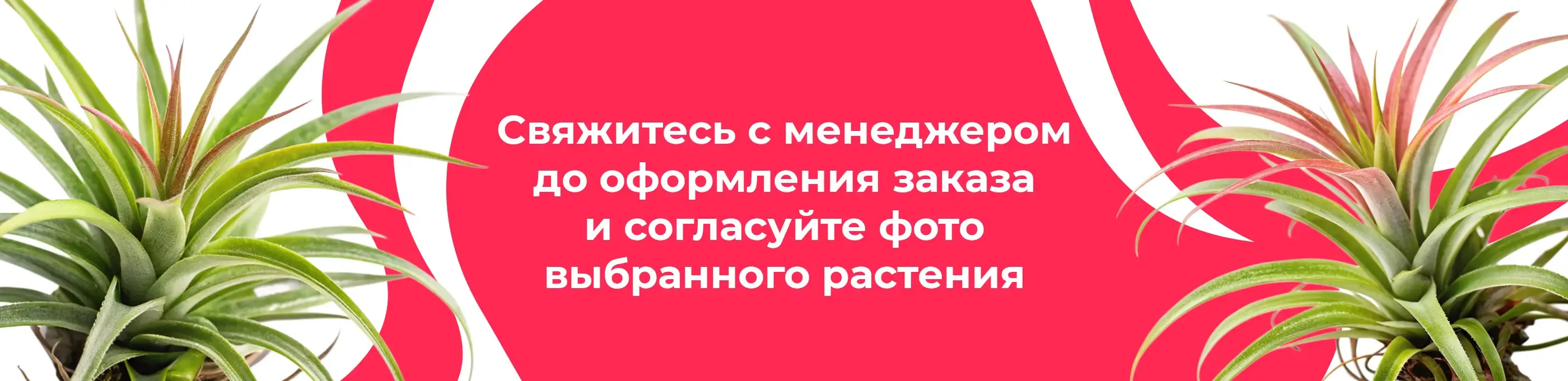 Баннер для рубрики: Воздушные растения